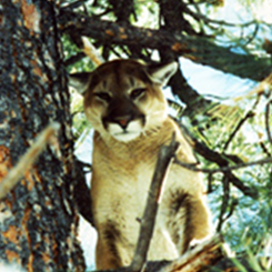 Mountain Lion in a Tree