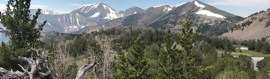 Mountain and Forest