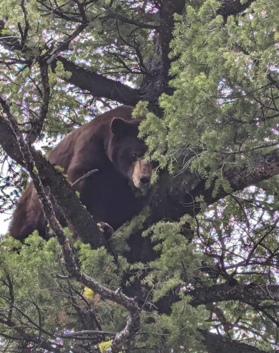 Bear on Tree